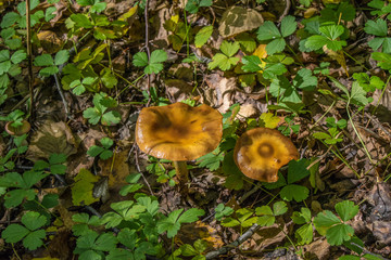 Mushrooms in the forest in autumn
