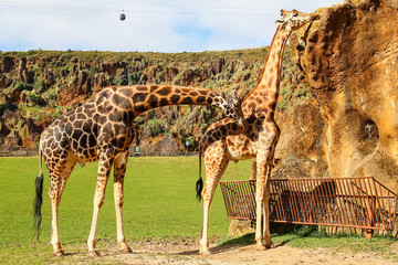 Giraffes (Giraffa camelopardalis) sucks the rock to obtain vitamins and minerals