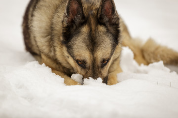 Snow Dog