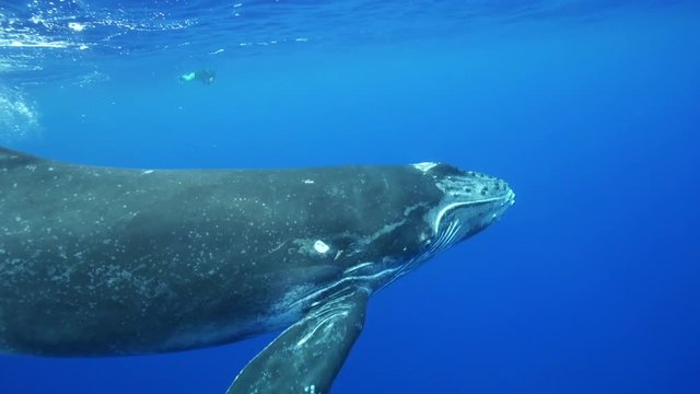 Underwater POV, humpback whale swims close to surface