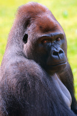 Obraz premium Silverback Gorilla