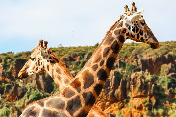 Giraffes (Giraffa camelopardalis)