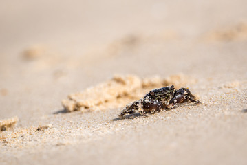Small dark crab in the sand covered with sand grains