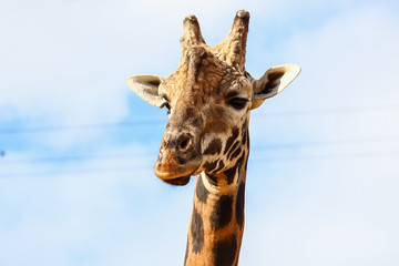Giraffe (Giraffa camelopardalis) head and face