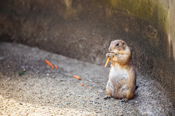 Naklejka na ściany i meble squirrel eating carrot