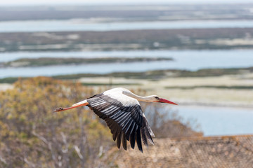 Stork in flight with beautiful background scenery