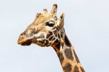 Giraffe (Giraffa camelopardalis) head and face