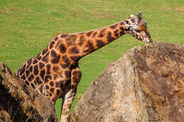 Giraffe (Giraffa camelopardalis) sucks the rock to obtain vitamins and minerals