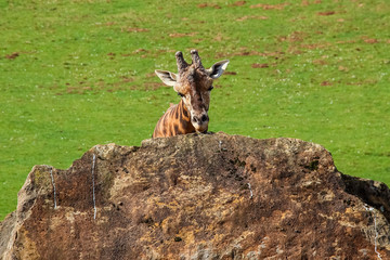 Giraffe (Giraffa camelopardalis) sucks the rock to obtain vitamins and minerals