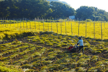 稲刈り