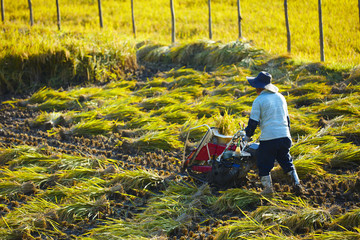 稲刈り