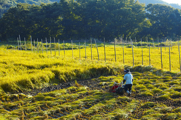 稲刈り