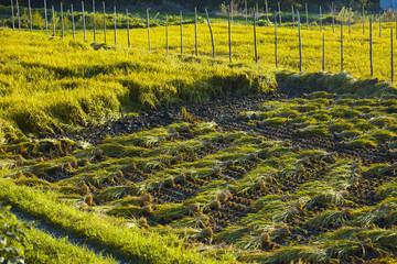稲刈り
