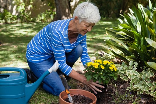 Smiling Senior Woman Planting Yellow Flowers