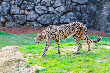 African Cheetah (Acinonyx jubatus) in the grass