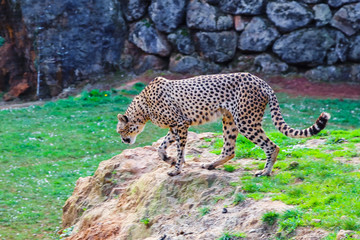 African Cheetah (Acinonyx jubatus) in the grass