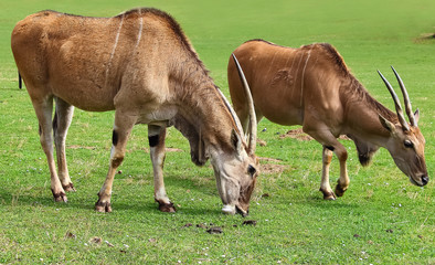 Naklejka na ściany i meble Common eland (Taurotragus oryx), also known as the southern eland or eland antelope