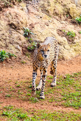 African Cheetah (Acinonyx jubatus) in the grass