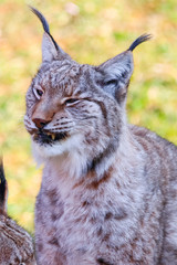 Naklejka na ściany i meble Eurasian lynx or Boreal Lynx (Lynx lynx), is a medium-sized cat native to Siberia, Central, East, and Southern Asia, North, Central and Eastern Europe