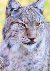 Eurasian lynx or Boreal Lynx  (Lynx lynx),  is a medium-sized cat native to Siberia, Central, East, and Southern Asia, North, Central and Eastern Europe