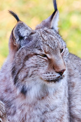 Eurasian lynx or Boreal Lynx  (Lynx lynx),  is a medium-sized cat native to Siberia, Central, East, and Southern Asia, North, Central and Eastern Europe