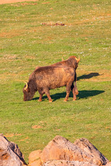 Buffalo in grass field