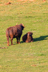 Buffalo in grass field