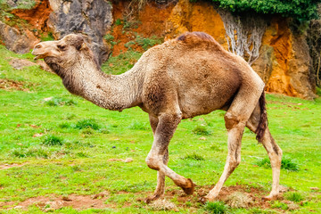 Camel, Dromedary (Camelus dromedarius)