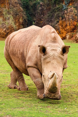 Obraz premium White rhinoceros or White Rhino, Ceratotherium simum, with big horn in Cabarceno Natural Park