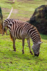 Grevy's zebra or Real (Equus grevyi). Common zebra (Equus quagga)