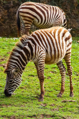 Fototapeta na wymiar Grevy's zebra or Real (Equus grevyi). Common zebra (Equus quagga)