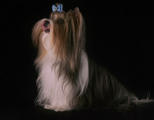 Beautiful male Beaver Yorkshire Terrier with bow