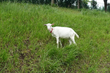 Obraz premium ヤギ