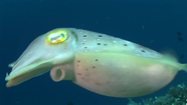 Cuttle fish, sepia  changes colors over tropical coral reef, close up