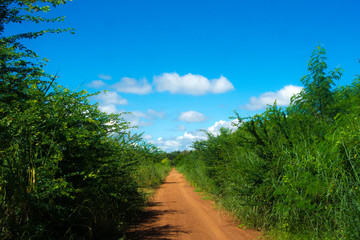 Dirt road The sky is covered with white clouds.