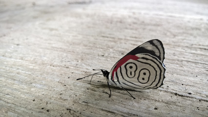 Fototapeta na wymiar Increíble y rara mariposa 88