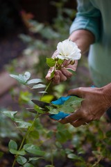 Cropped image of senior woman using pruning shears on white