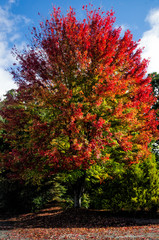 Red Hot Maple