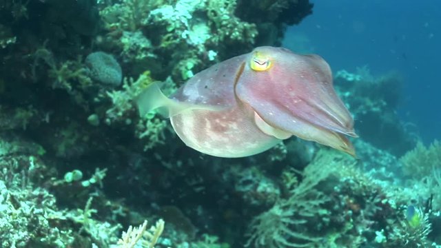 cuttle fish, sepia  changes colors over tropical coral reef,