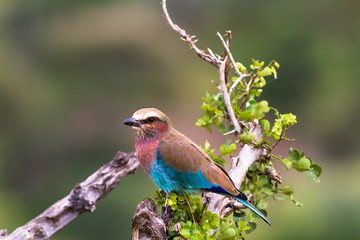 A blue bird on a dry tree. Tarangire, Tanzanya	