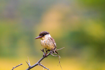 Small bird - kingfisher bird. Tanzania, Africa	