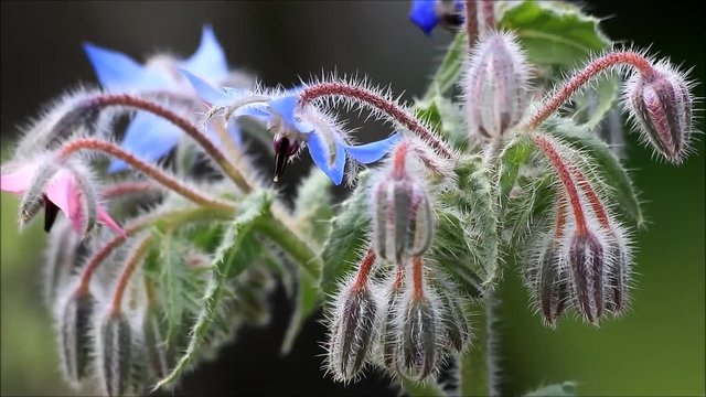 Borage, Borago officinalis, flower of the spice and medicinal plant  
