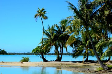 Fototapeta na wymiar plage paradisiaque tuamotu sur lagon polynésie française 