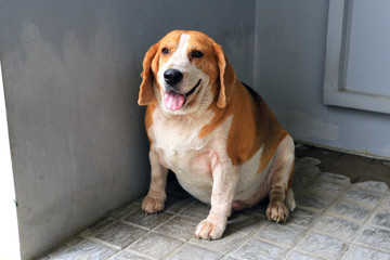 Fat Beagle