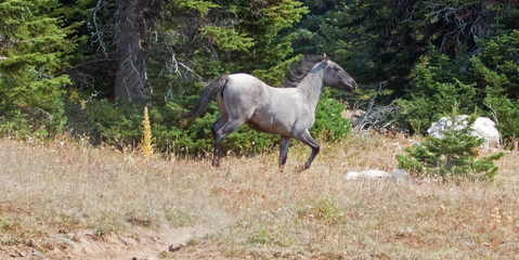 Wild Feral Horse - Blue Roan yearling mare running in the Pryor Mountains Wild Horse Range in...
