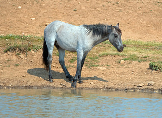 Blue Roan yearling colt wild horse at the water hole in the Pryor Mountains Wild Horse Range in...