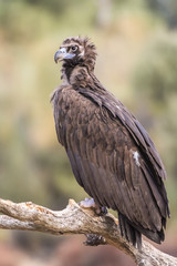 black vulture