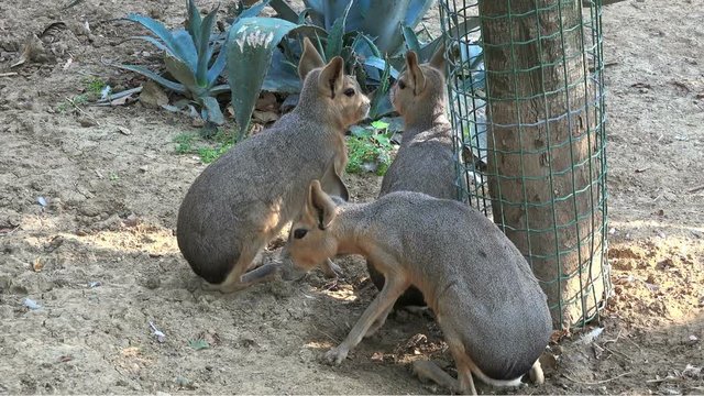 Patagonian maras (Dolichotis patagonum) at zoo