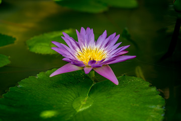 Violet lotus flower
