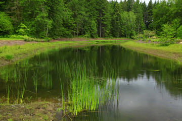 Fototapeta na wymiar a picture of an Pacific Northwest fresh water pond